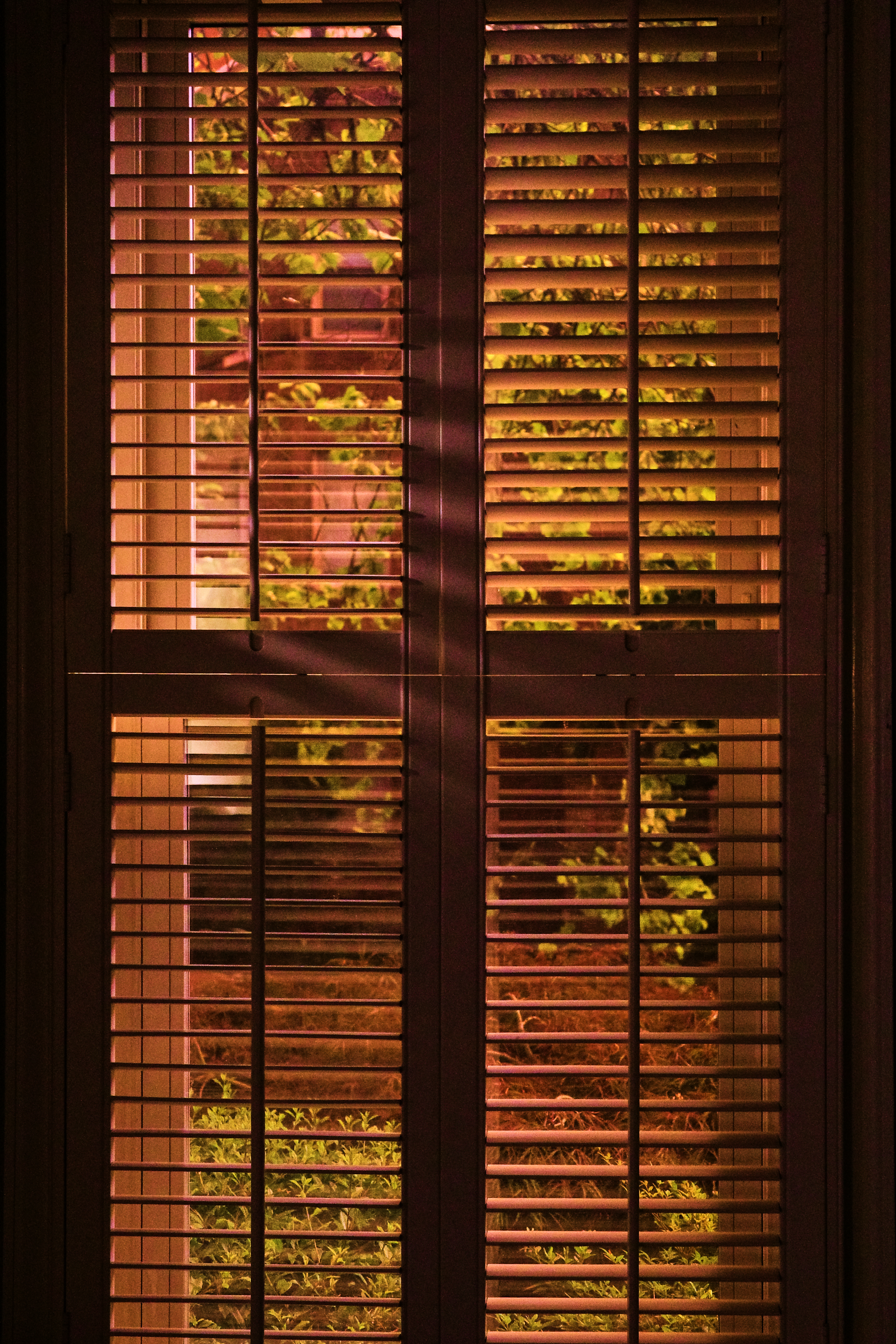 Plantation shutters with golden green light coming through the slats